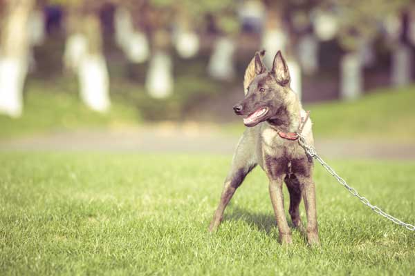 What to Know about Dog Bite Liability Laws in Houston
